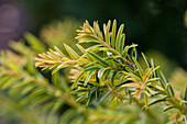 Taxus baccata 'Ivory Tower'