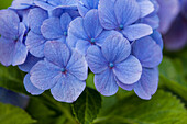 Hydrangea macrophylla, blue