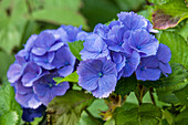 Hydrangea macrophylla, blau