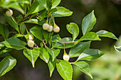 Styrax japonicus