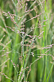 Panicum virgatum 'Northwind'