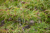 Acer palmatum 'Dissectum'