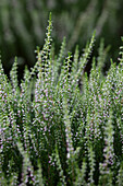 Calluna vulgaris 'Anette'