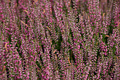 Calluna vulgaris 'Arabella'