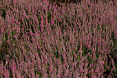 Calluna vulgaris 'Arabella'