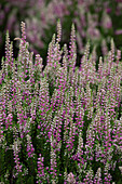 Calluna vulgaris Dark Star