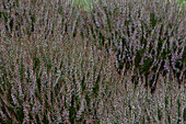 Calluna vulgaris 'Marleen'