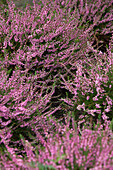 Calluna vulgaris 'Red Favorit