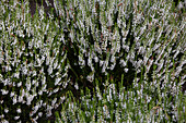 Calluna vulgaris 'Stefanie'