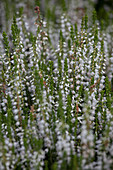 Calluna vulgaris 'Stefanie'