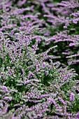 Calluna vulgaris 'Dirry'