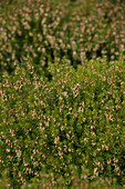 Erica carnea 'Del Rio'