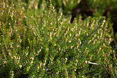 Erica carnea 'Tanja'