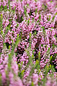 Erica vagans 'St. Keverne'