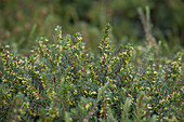 Erica x darleyensis Rubina