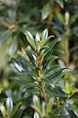 Kalmia latifolia 'Minuett'