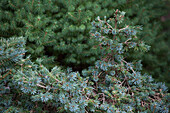 Picea abies 'Kellermanns's Blue