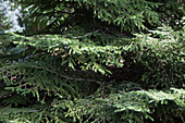 Picea orientalls 'Wittboldt'