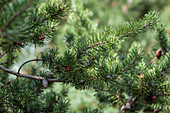 Pinus banksiana 'Arctic'