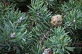 Pinus banksiana Tucker's Dwarf