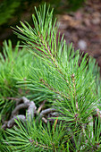 Pinus densiflora 'Pinus densiflora 'Pendula'