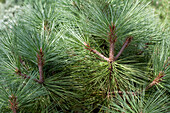 Pinus jeffreyi 'Joppi'