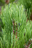 Pinus heldreichii 'Compact Gem'