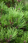 Pinus leucodermis 'Schmidtii