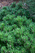 Pinus mugo 'Gnom Findling'