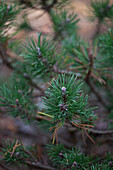 Pinus mugo 'Mitsch Mini'