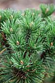 Pinus mugo 'Peterle'