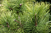 Pinus nigra 'Aurea