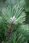 Pinus nigra 'Helga'