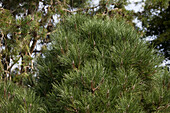 Pinus nigra 'Nana Wuerstle'