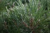 Pinus nigra 'Nana Wuerstle'