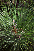 Pinus nigra 'Nana Wuerstle'