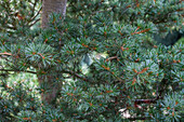 Pinus parviflora 'Brevifolia'