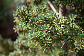 Pinus parviflora 'Gyokkasen'