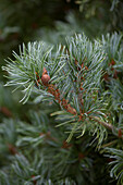 Pinus parviflora 'Shirobana'
