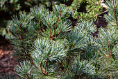 Pinus pumila 'Jeddeloh'