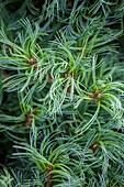 Pinus strobus Mini Twists