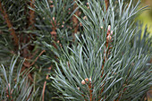 Pinus sylvestris 'Fastigiata'