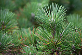 Pinus thunbergii ''Banchoho'