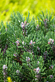 Pinus uncinata 'Heath pearl