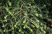 Tsuga canadensis 'Cole'