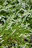 Calluna vulgaris