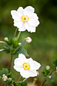 Anemone japonica, weiß