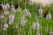 Physostegia virginiana, rosa