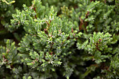 Juniperus squamata 'Holger'