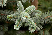 Picea pungens 'Koster
